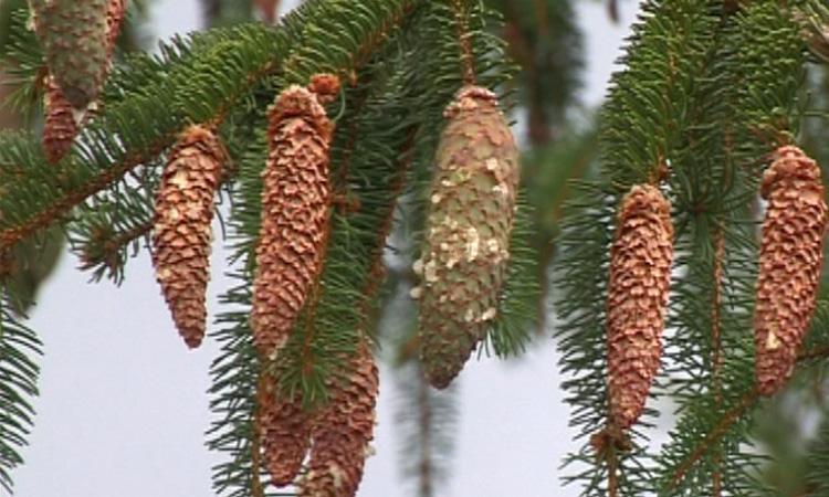 Dissémination des semences - Epicea, Pin, Sapin